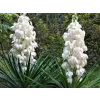 Juka vláknitá - Yucca filamentosa  Yucca filamentosa