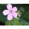 Kakost 'Rebecca Moss' - Geranium oxonianum 'Rebecca Moss'  Geranium oxonianum 'Rebecca Moss'