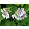 Kakost Renardův - Geranium renardii