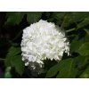 Viburnum opulus Roseum