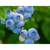 bluetta