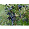 vacciniumcotymbosumhortbluepoppinsfrukt1
