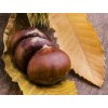 Kaštan jedlý 'Bouche de Betizac'