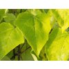 Catalpa Aurea (2)