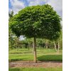 catalpa