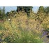 Kavyl obrovský - Stipa gigantea
