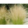 45267 2 kavyl perovity pony tails stipa tenuissima pony tails
