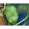 Kiwi 'Issai'