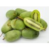 Kiwi 'Jumbo'
