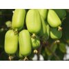 Kiwi 'Jumbo'