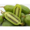 Kiwi 'Jumbo'