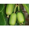 Kiwi 'Kokuwa'