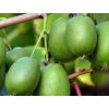 Kiwi 'Rogów'