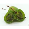 Kiwi 'Viti-Kiwi'