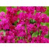Kohoutek obecný 'Plena'- Lychnis viscaria 'Plena'
