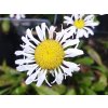 46179 3 kopretina lacrosse leucanthemum x superbum lacrosse