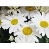 46203 2 kopretina snow lady