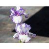 Iris germanica 'Autumn Circus'