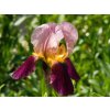 Iris Indian Chief