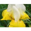 Kosatec německý 'Tulip Festival' - Iris germanica 'Tulip Festival'