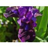 Kosatec nízký 'Little Shadow' - Iris barbata nana 'Little Shadow'