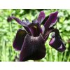 iris black form 2