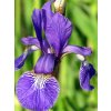 Kosatec strakatý - Iris versicolor  Iris versicolor