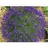 Levandule �zkolist� �Dwarf Blue� - Lavandula angustifolia �Dwarf Blue� (Balen� kontejner ES14)