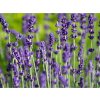 Levandule úzkolistá 'Hidcote' - Lavandula angustifolia 'Hidcote'