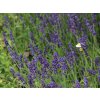 Levandule �zkolist� �Hidcote� - Lavandula angustifolia �Hidcote� (Balen� kontejner ES14)