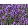 Lavandula angustifolia Hidcote