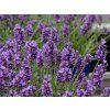 Lavandula angustifolia Hidcote2
