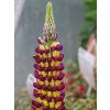 Lupinus Manhattan Light (1)