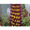 Lupinus Manhattan Light (2)