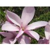 Magnolie 'Betty'  Magnolia 'Betty'