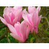 Magnolie 'Heaven Scent'  Magnolia 'Heaven Scent'