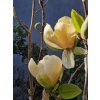 Magnolie 'Honey Tulip'