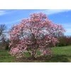 Magnolie 'Leonard Messel'  Magnolia 'Leonard Messel'