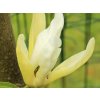 Magnolie 'Limelight'