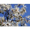 Šácholán japonský  Magnolia kobus