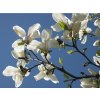 Šácholán japonský  Magnolia kobus