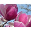 Šácholán Soulangeův 'Rustica Rubra'  Magnolia x soulangeana 'Rustica Rubra'