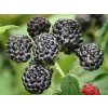 black jewel