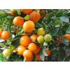 Mandarinkovník 'Calamondin'