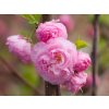 Prunus triloba (1)
