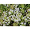 Mateřídouška úzkolistá 'Albus' - Thymus serpyllum 'Albus'
