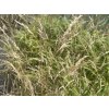 51402 2 metlice trsnata bronzeschleier deschampsia cespitosa bronzeschleier