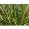 51402 1 metlice trsnata bronzeschleier deschampsia cespitosa bronzeschleier