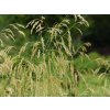Metlice trsnatá 'Goldschleier' - Deschampsia caespitosa 'Goldschleier'