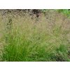 Metlice trsnatá 'Goldtau' - Deschampsia caespitosa 'Goldtau'
